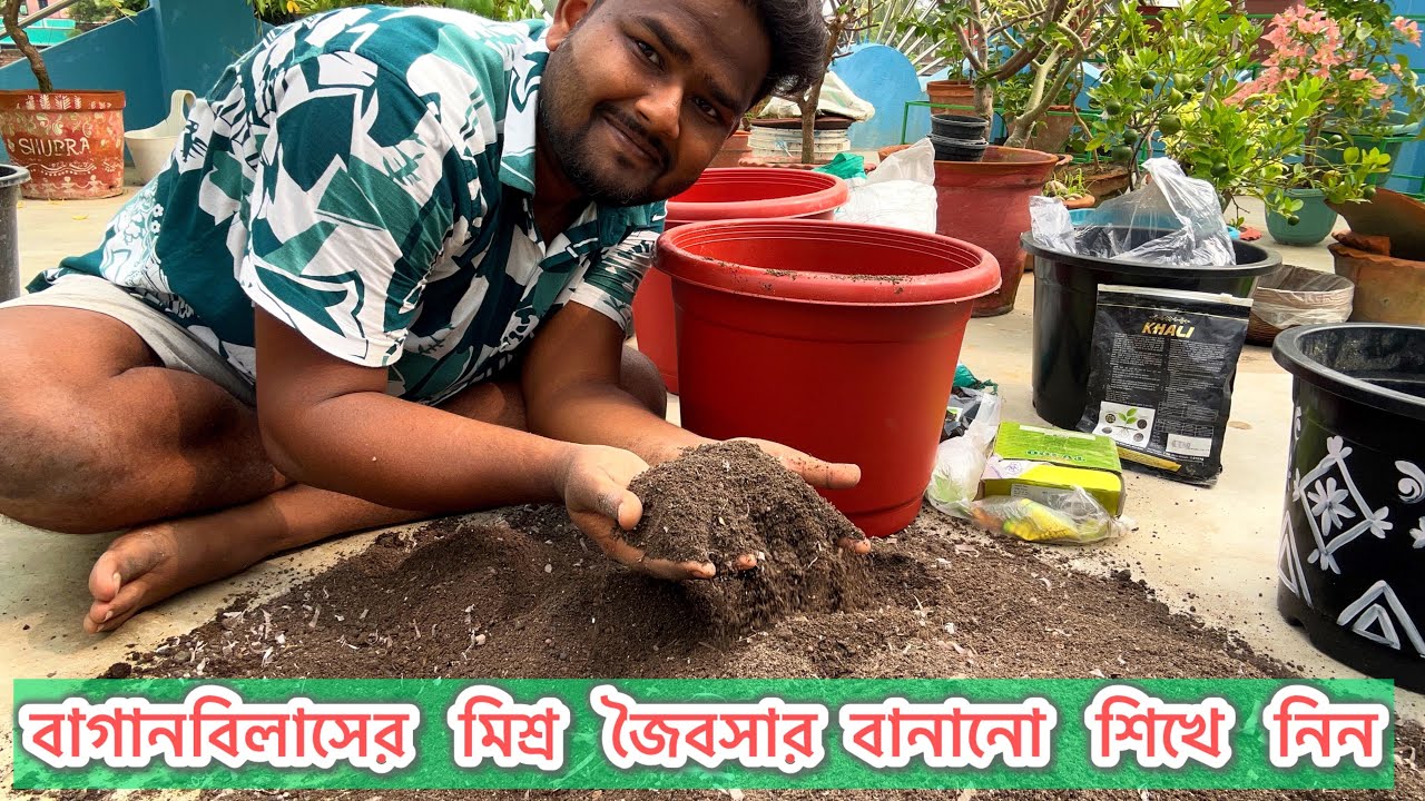 বাগানবিলাসের জন্য ফ্লাওয়ার বুস্টার স্পেশাল মিশ্র জৈবসার বানালাম | Special Bougainvillea Fertilizer