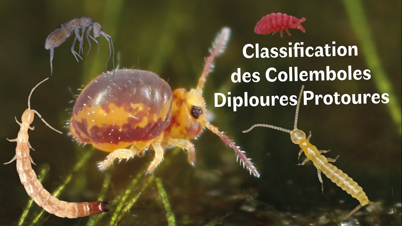 Les Collemboles, Diploures et Protoures (Zoologie)