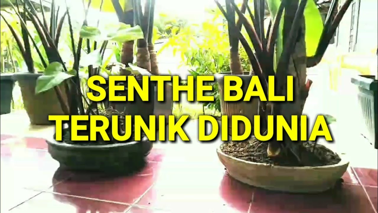 BLACK SENTHE BALI TERUNIK DIDUNIA || TALAS HITAM BLACK SENTE BALI