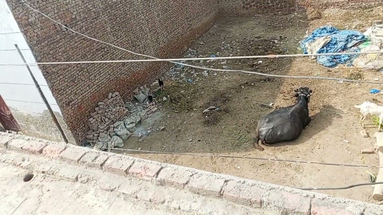 Mera Heera aseel patha dead ho gya so 😢😢😢 #foryou #youtube #pigeon 