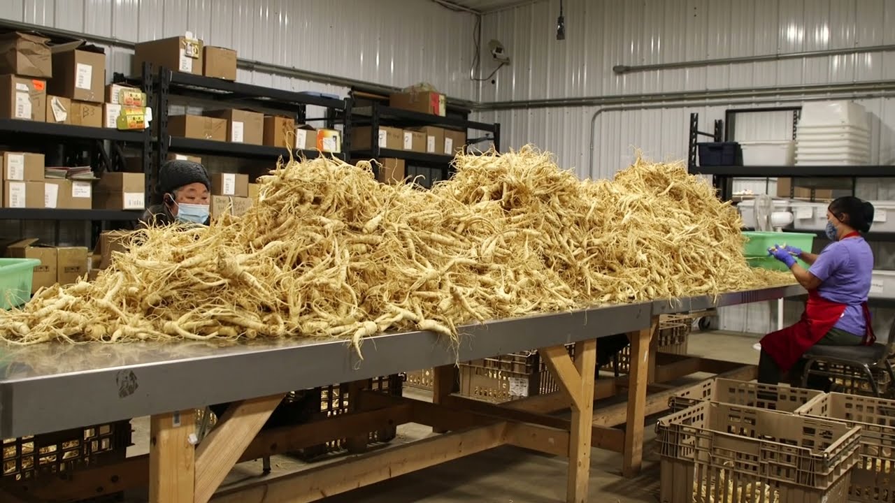 Wisconsin Specialty Crops Intro: Ginseng