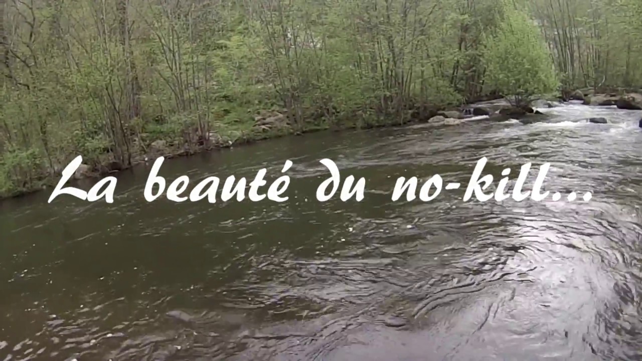 Truite fario de 48cm | Simon Blanchon | prise au vairon-manié dans l'Agout (avril 2016)