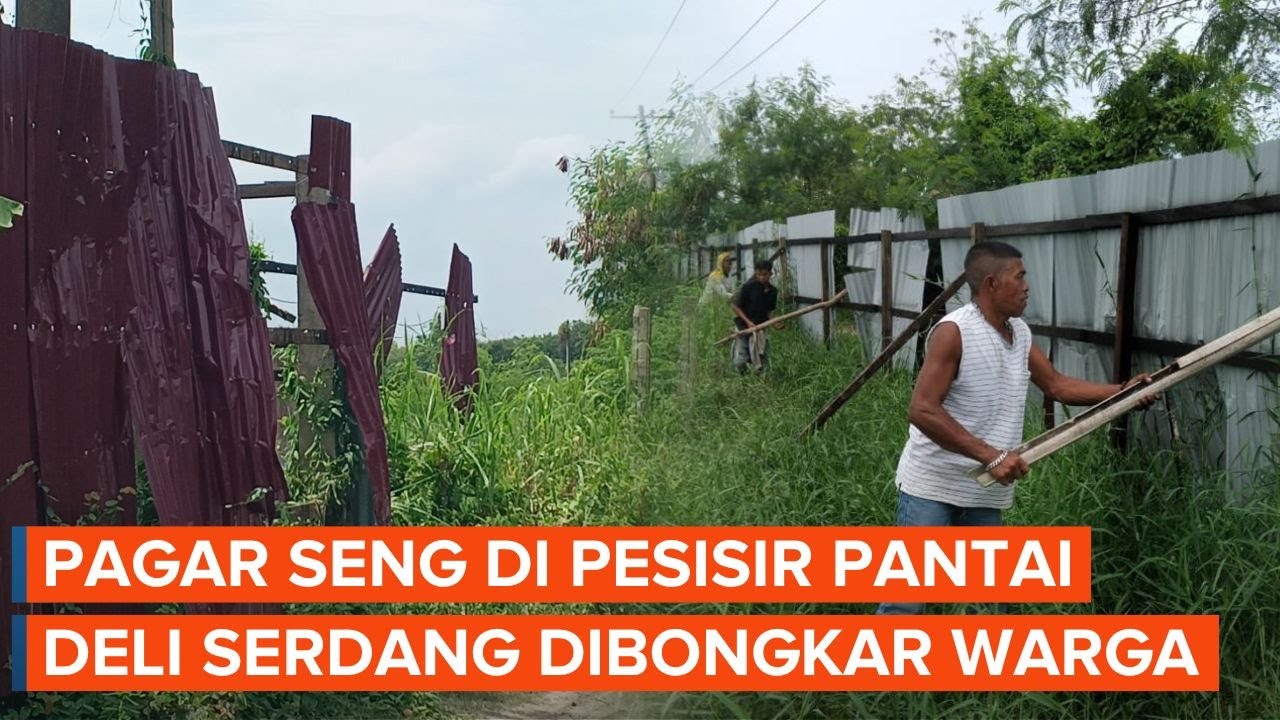 Pagar Seng Tutupi Lahan Hutan Lindung Pesisir Pantai Deli Serdang Dibongkar Warga