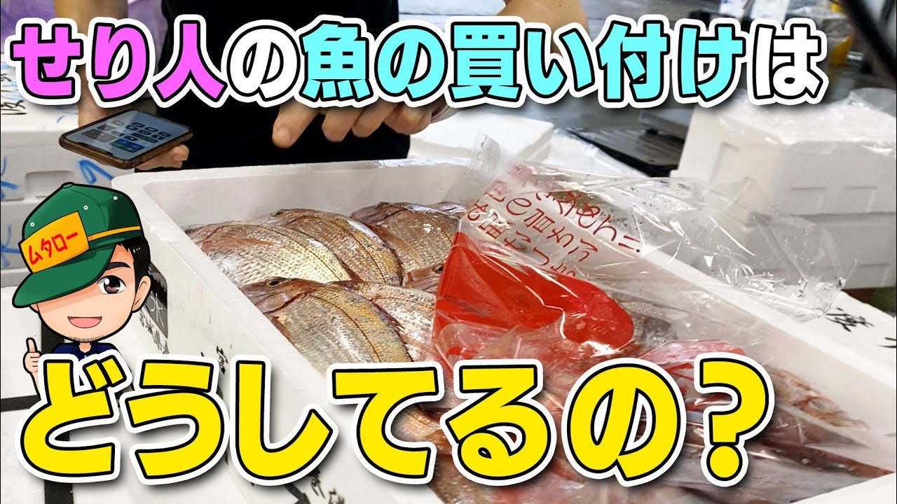【 仕入れ値 公開 】 せり人 の 魚 仕入れ の様子をお伝えします【 せり人ムタロー 】