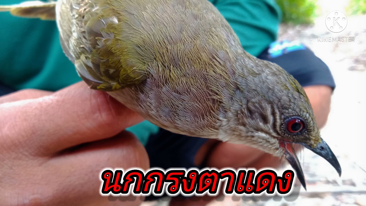 เสียงต่อนกตาแดง