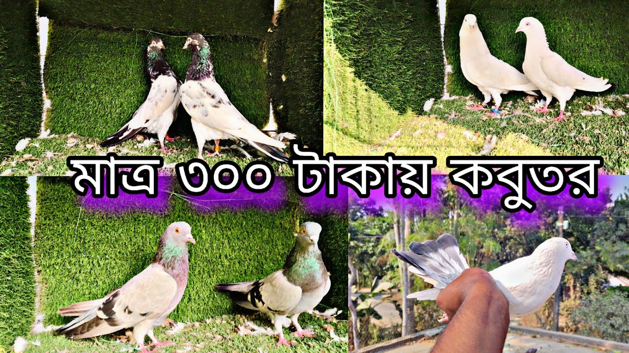 নিচে বাজি কাল্দুমা সেল #pigeon #everyone #birds #viral #pigeonlaver 