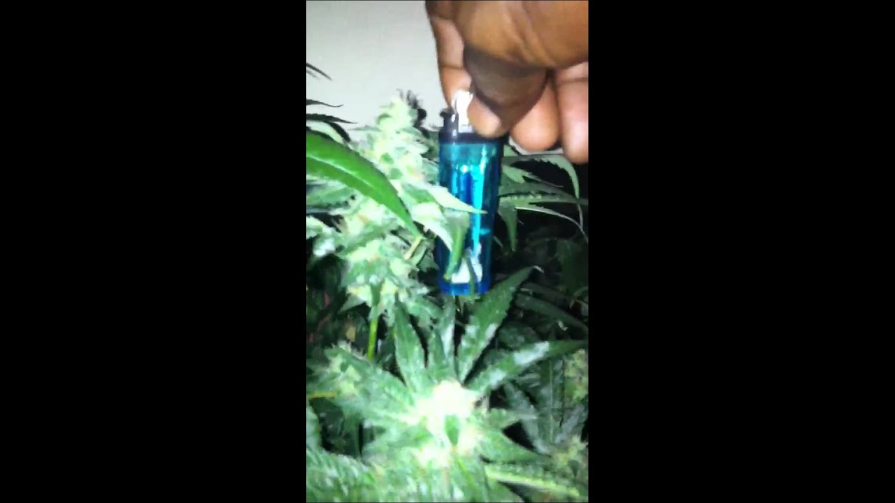 Grow Big buds with me (Pre-Harvest)