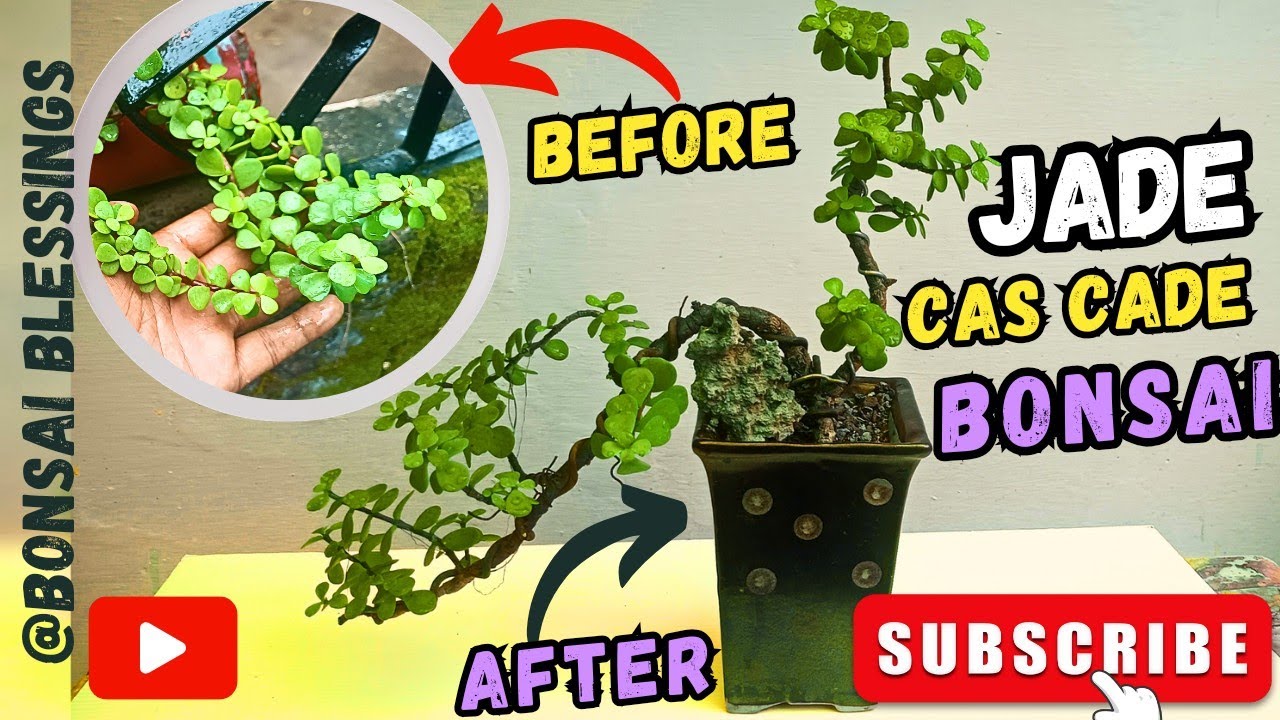 HOW TO MADE CASCADE BONSAI WITH THE HELP OF JADE CUTTING#bonsai #cascade #bonsaitree #reels #shorts