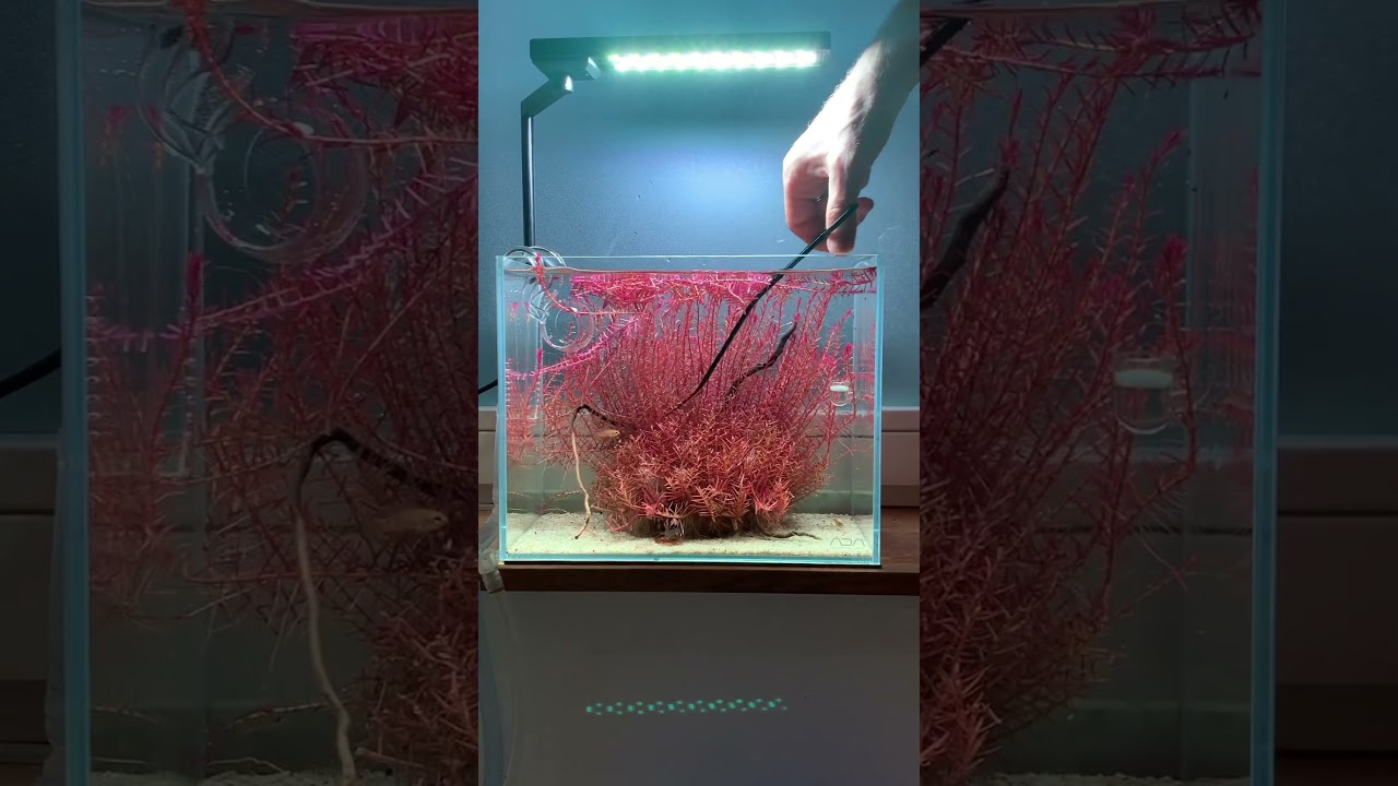 Before and 1 month after trimming Rotala Hra #aquascape #plantedtank #nanotank