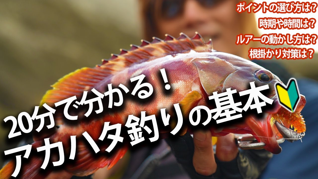 釣れないから卒業！アカハタ釣りの基本をプロに聞いてみた[金丸竜児のロックフィッシュ初心者講座:アカハタ基本編]