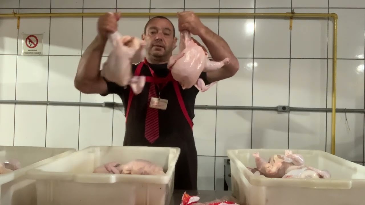 Escolhendo o frango para assar e vender!! Quais sao suas diferenças ? parte 2