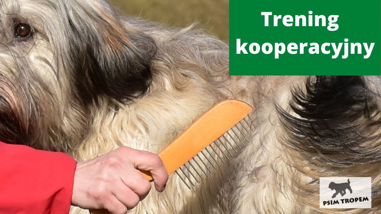 Trening kooperacyjny pielęgnacyjny - czesanie. Owczarek kataloński - 9 m-cy.