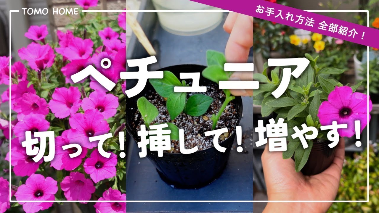 【超簡単】切り戻し・挿し木・ポット上げ 全部やってみた【ペチュニア】