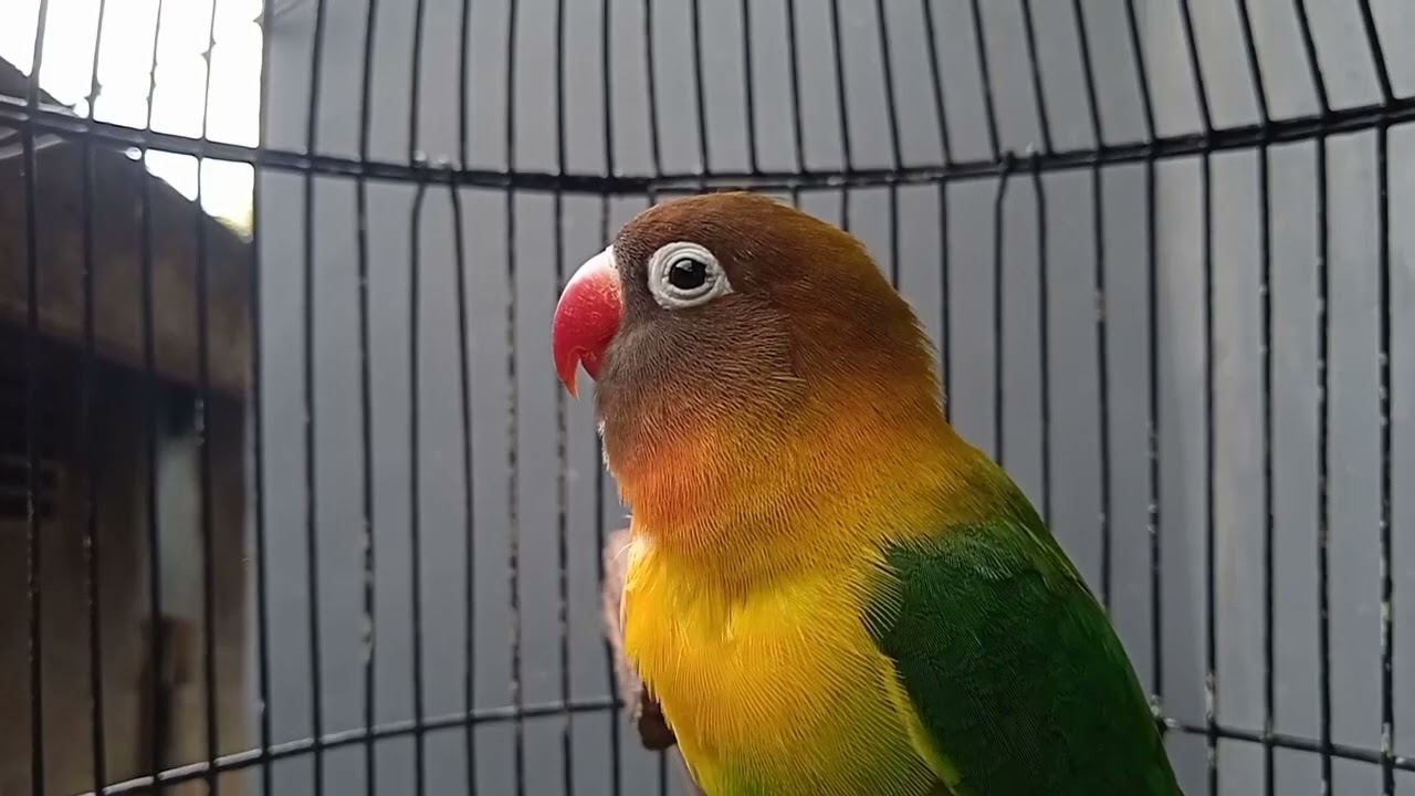 PANCINGAN LOVEBIRD BAHAN AGAR RAJIN BUNYI, DI JAMIN LANGSUNG NYAUT..