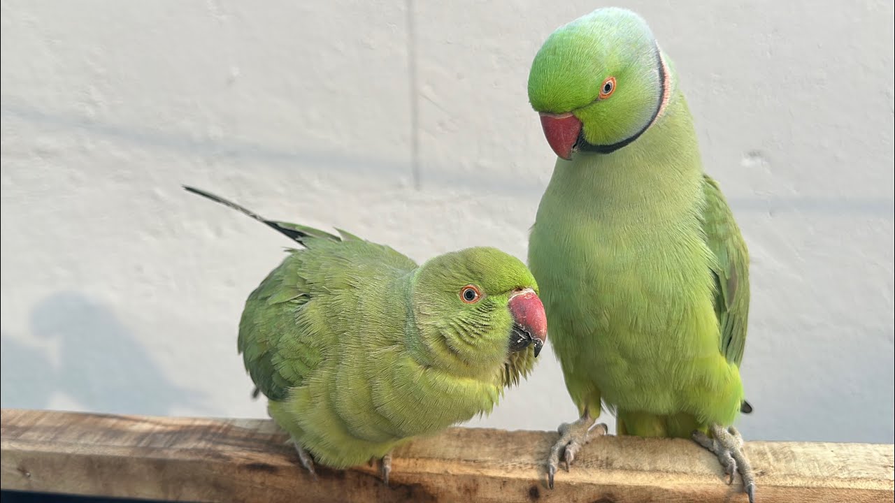 Green Parrot Saying Mithu Mithu | Parrot Talking Video 