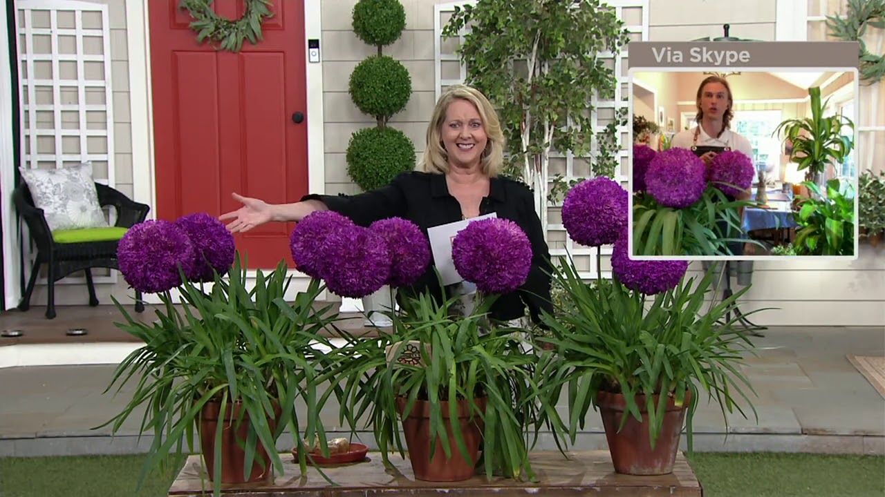 Roberta's 3-Piece Giant Hardy Allium Globemaster Collection on QVC