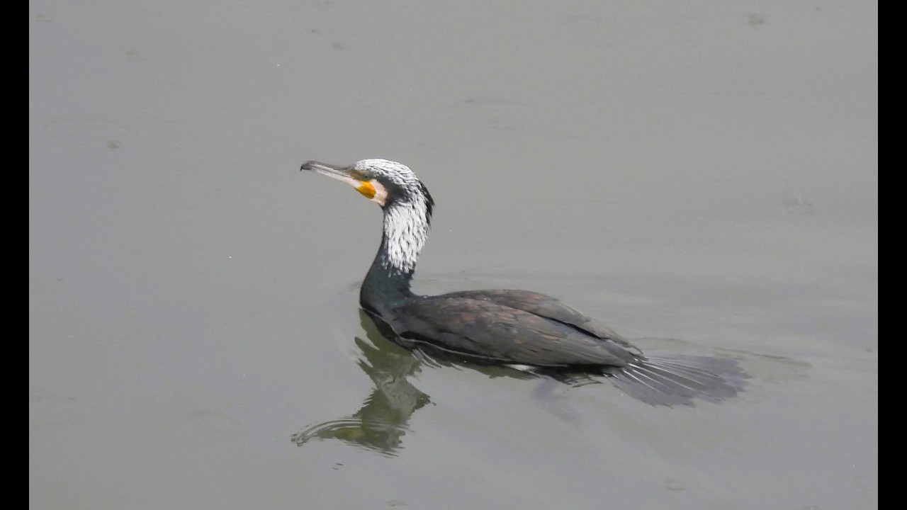 1150227 The great cormorant takes easy with rain at Long-Life bridge .