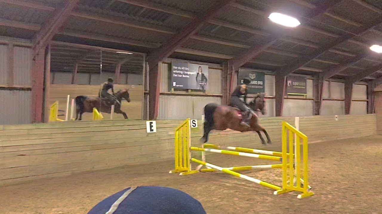 Springhest til salg