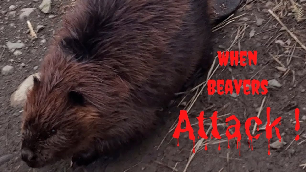 When Beaver's Attack | Worlds Angriest Beaver