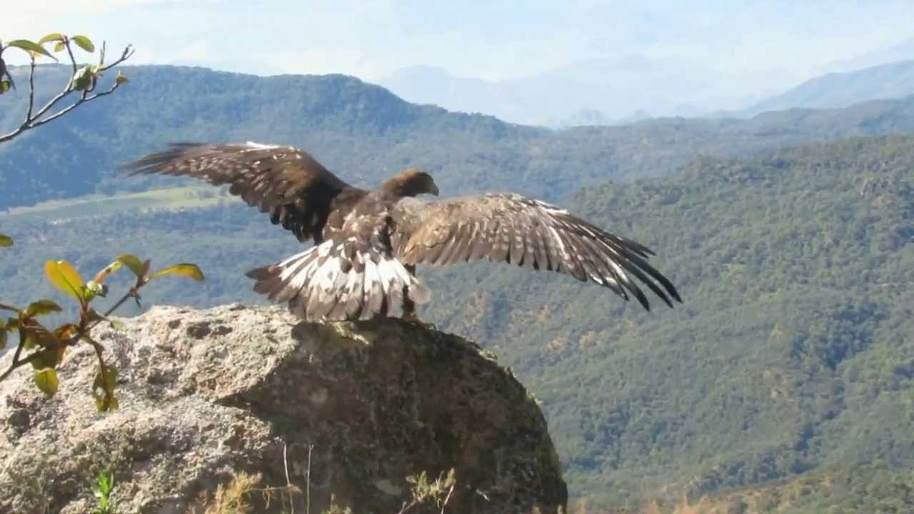 Liberación Águila Real - SEDENA-SEMARNAT, La Yesca Nayarit