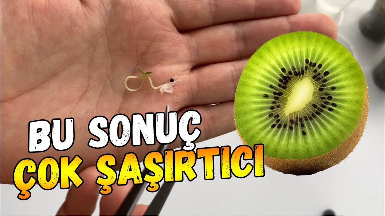 Tohumdan Kivi &Ccedil;imlendirme