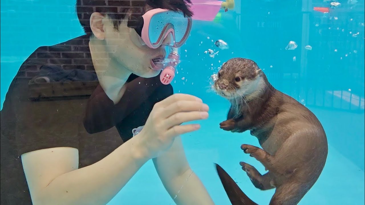 국내 최초 수달과 함께 수영! 수달 수영장에 다이빙하면 생기는 일ㅋㅋ