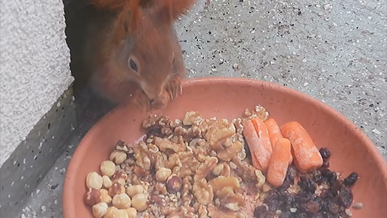 Tagträume🐿️Lupine sagt Bescheid