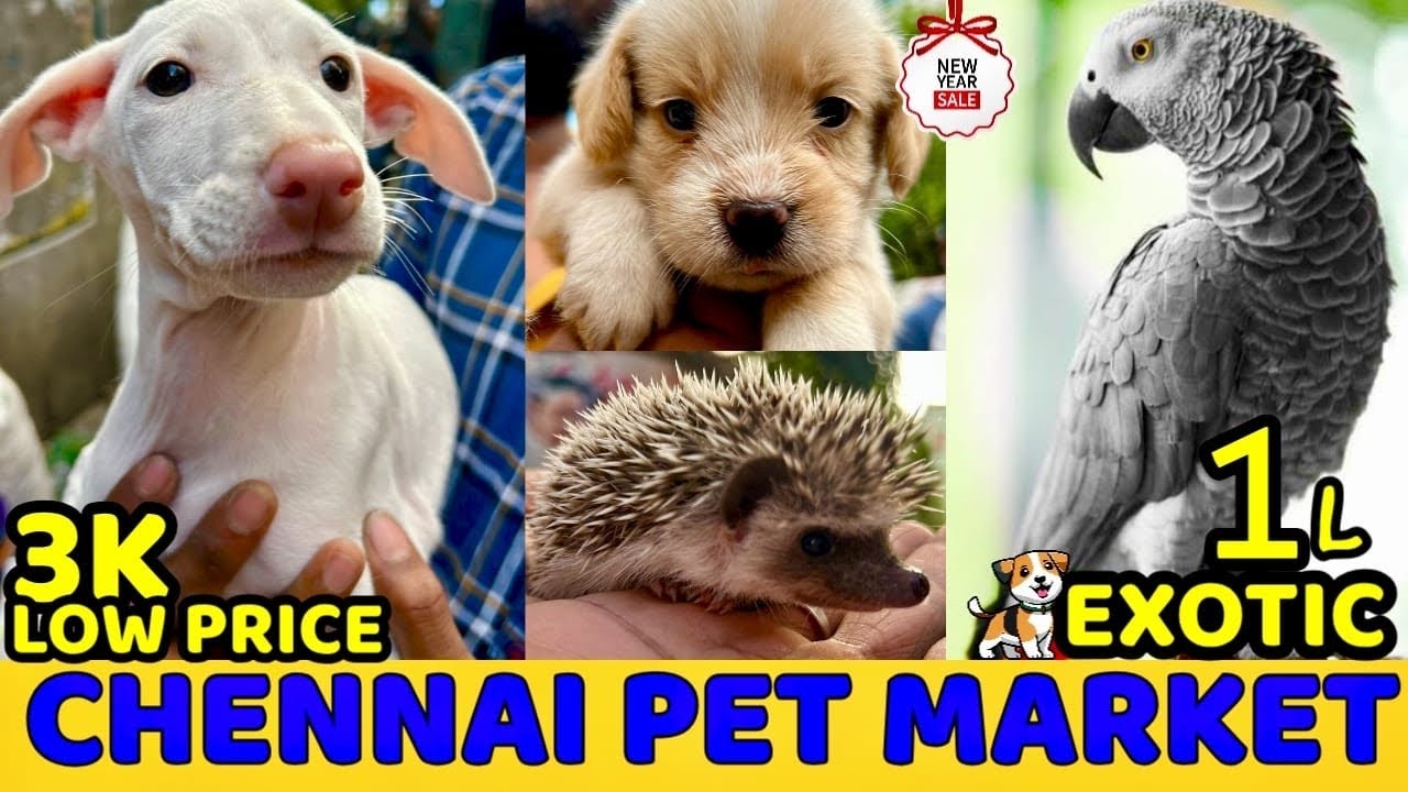 Chennai Broadway Exotic Pet Market 🐣| 🔥Buy & Sell any Pets Here🔥🐶 #pets