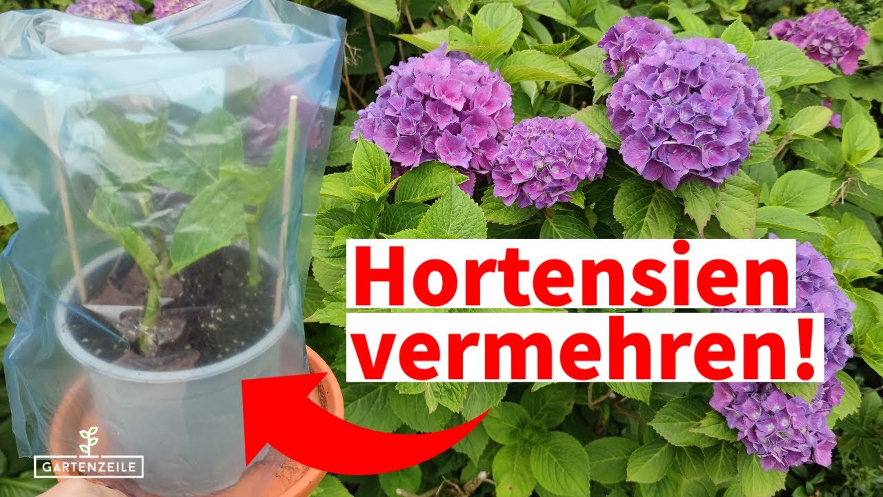 Hortensien vermehren - Schritt für Schritt erklärt! Diese Fehler solltest du nicht machen!