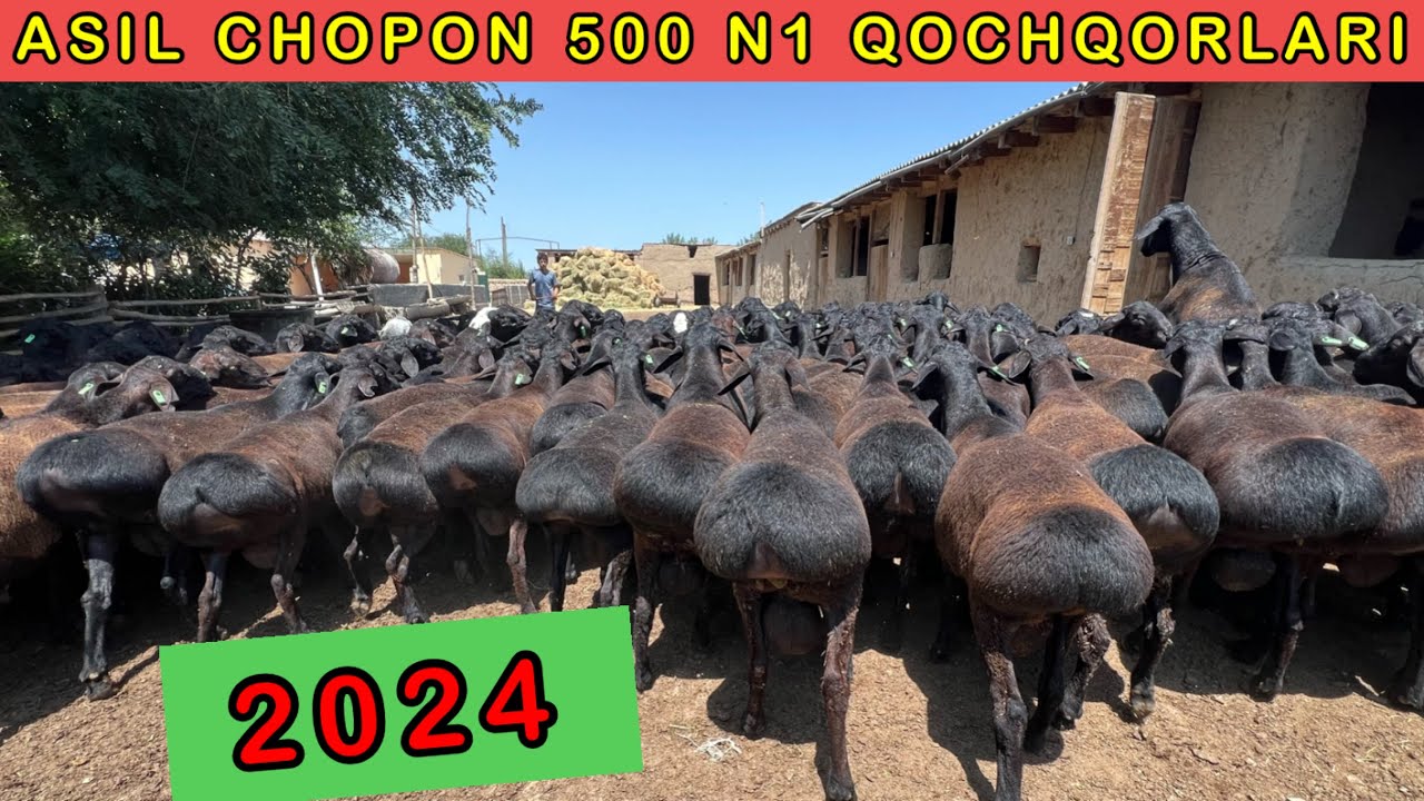ASIL CHOPON 500 NASILLI XISSORI QOCHQORLARI ✅ 99-024-59-02