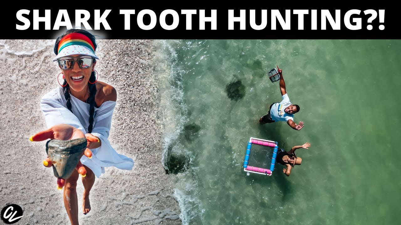 How to find SHARK TEETH in Venice Florida!