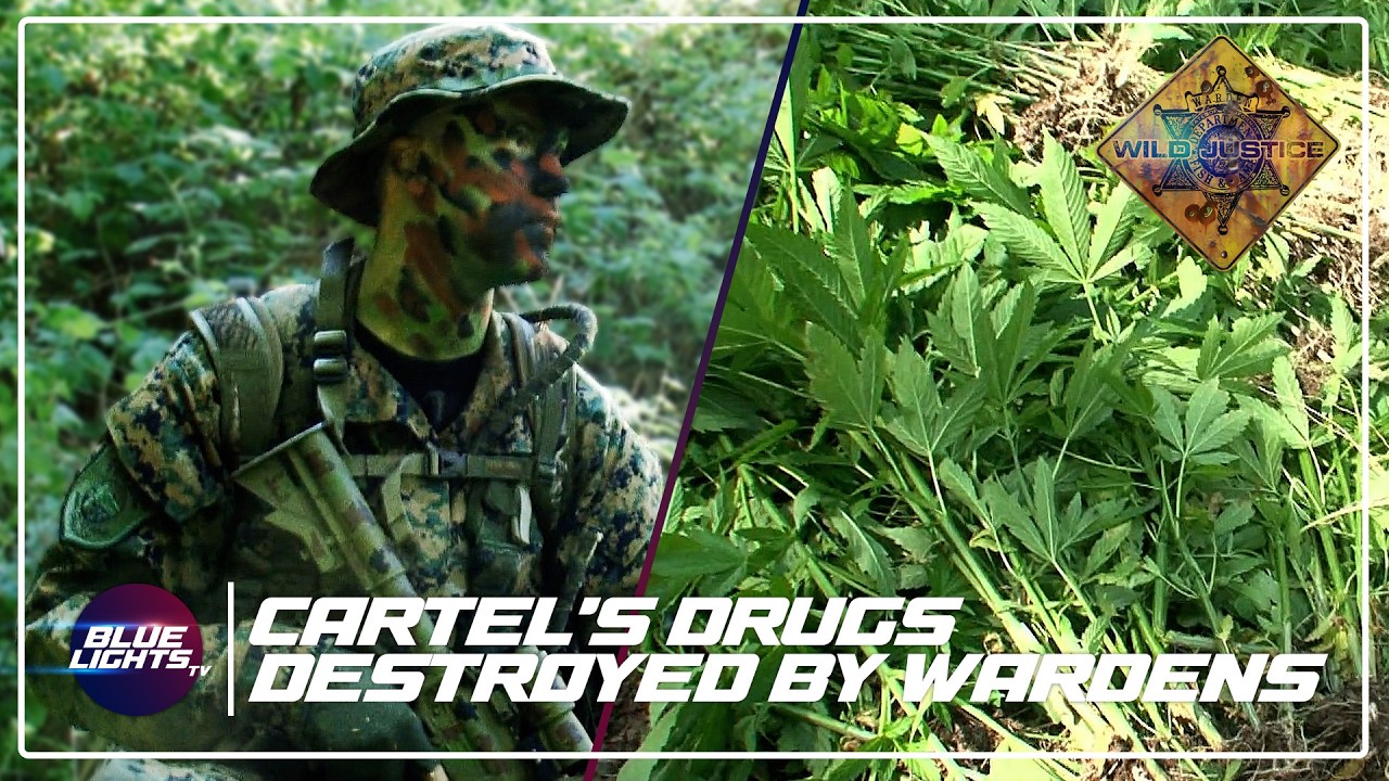 Mexican Cartel Weed DESTROYED By Wardens! | Wild Justice