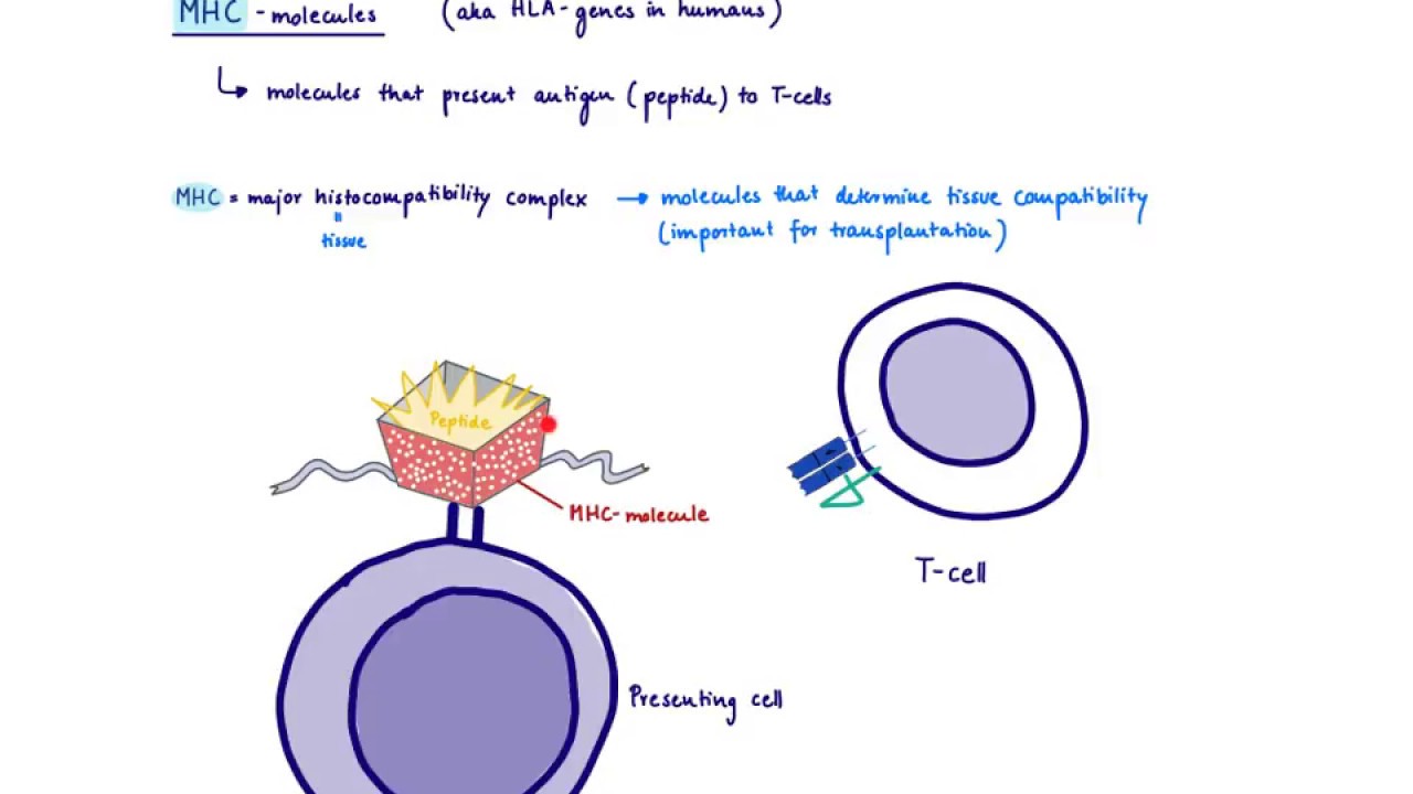 Brandl's Basics: MHC molecules and their role in antigen presentation