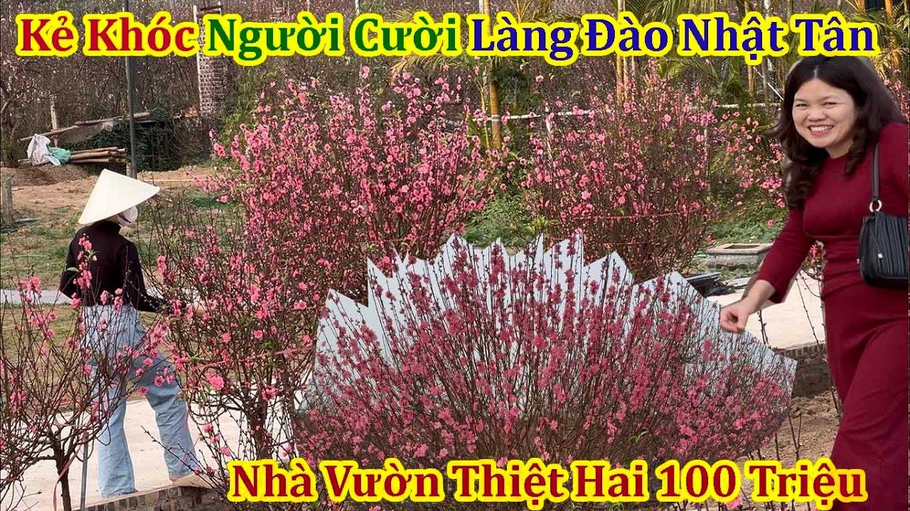 Tết Hà Nội 2026 - Kẻ Khóc Người Cười Vòng Quanh Làng Đào Nhật Tân