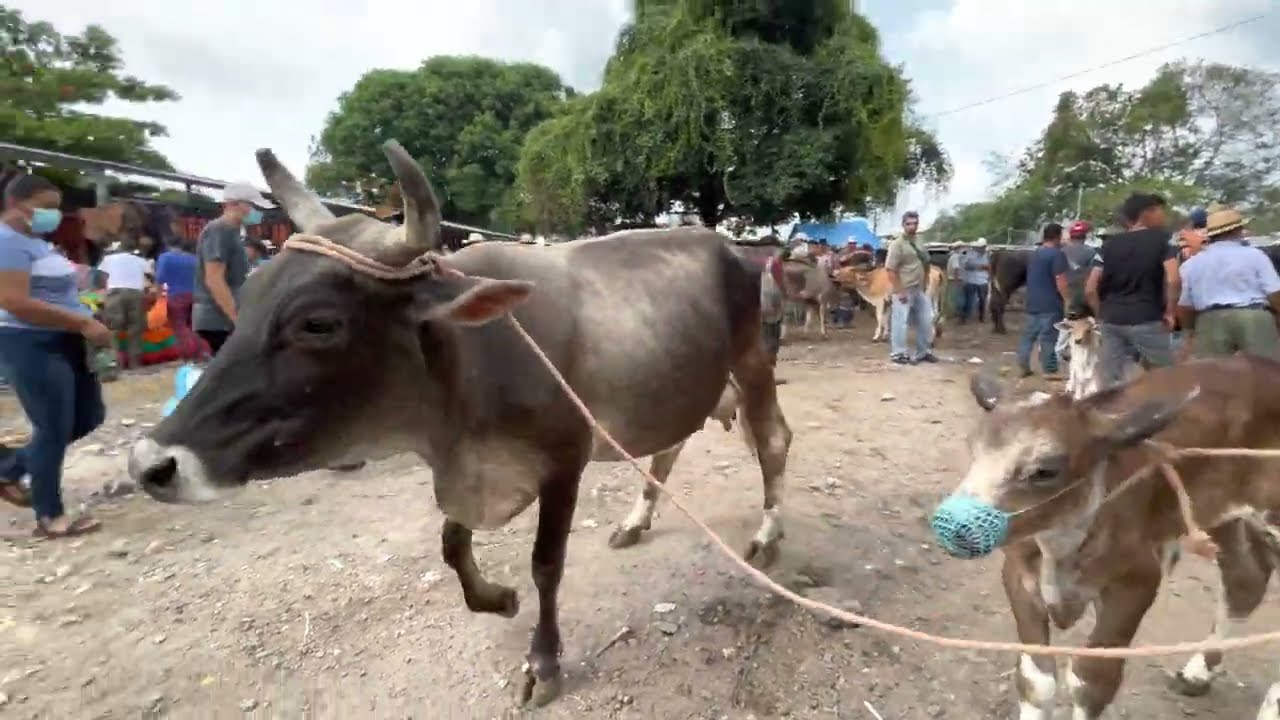 Ambiente ganadero en abril.  Vacas