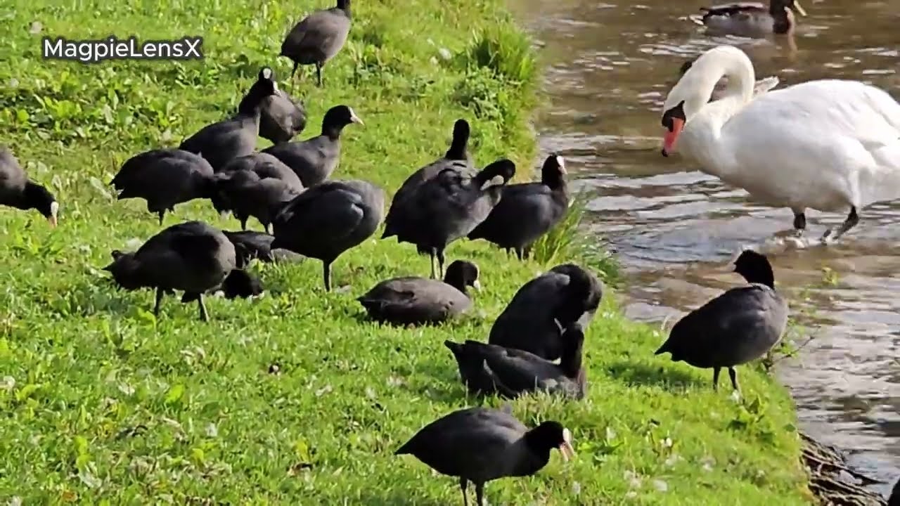Coot Łyska music muzyka 4K Fulica atra Europe #bird #magpielensx #duck