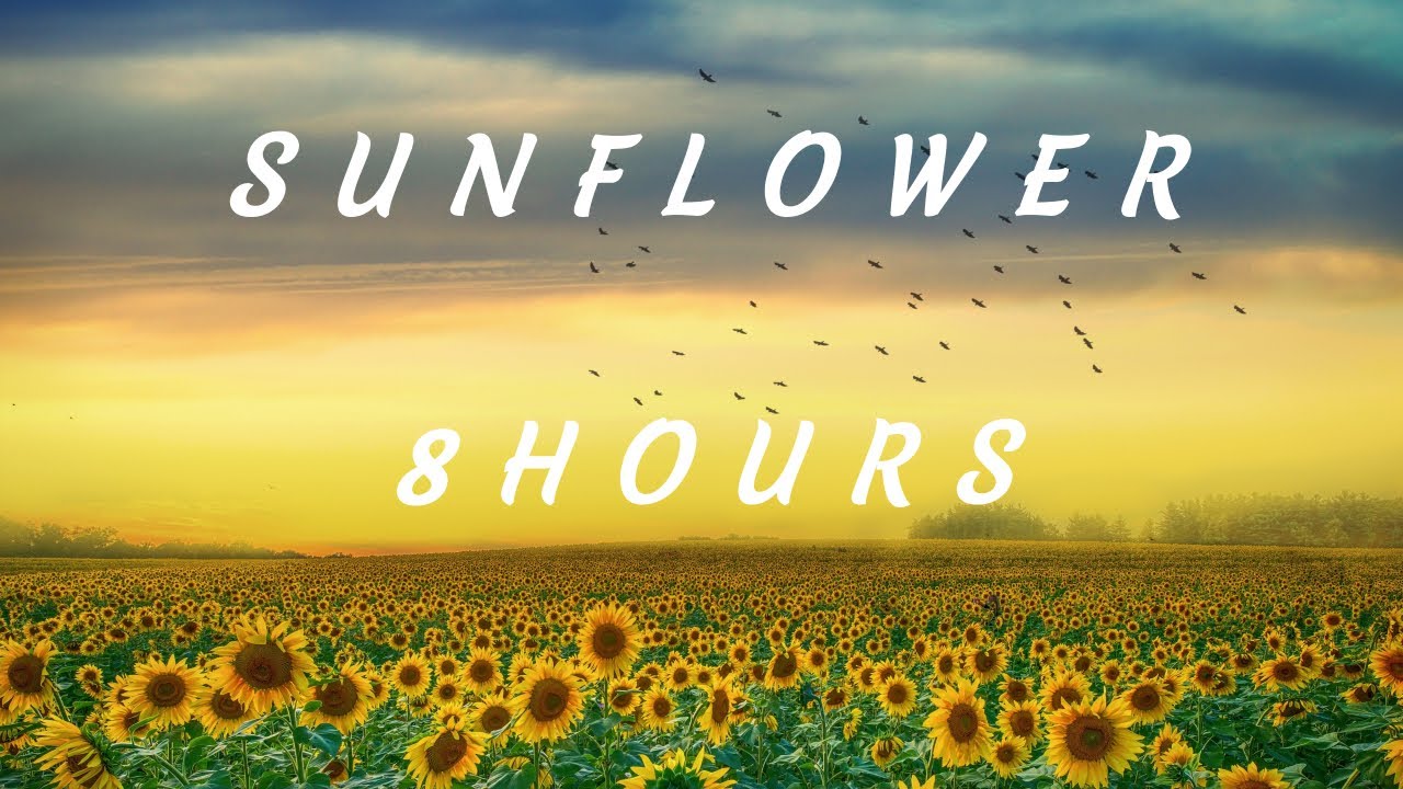 Sunflower - Jean-Philippe Ichard - 8 HOURS LOOP Music for Relaxation, Study and Sleep