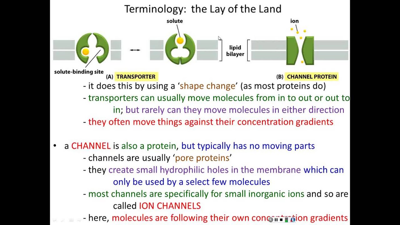 Lecture 12 - Membrane Transport (Chapter 12)