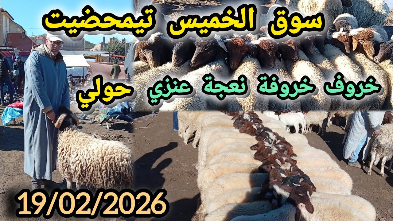 مباشرة من سوق الخميس تيمحضيت بتاريخ 19/02/2026#animals #اكسبلور 