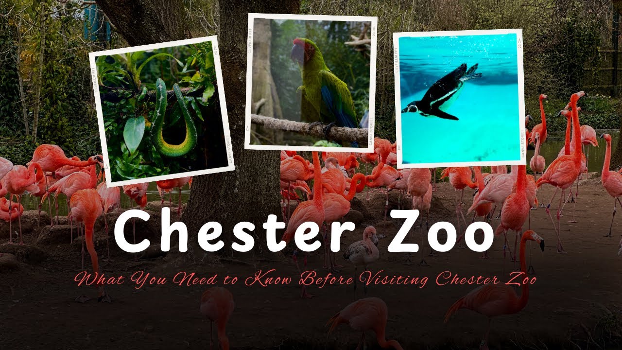Chester Zoo Full Tour 🦁 | Is the UK’s Top Zoo Worth Visiting?