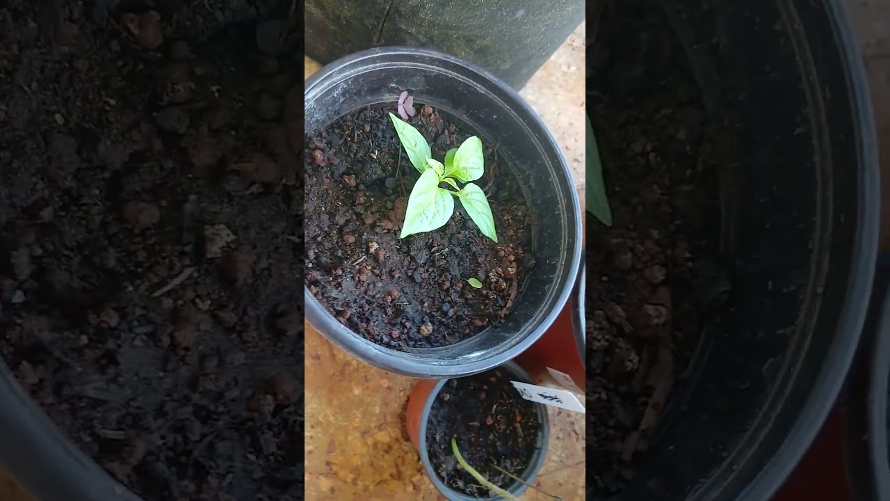 Sowing seeds and showing what I used in my containers to sow the seeds.