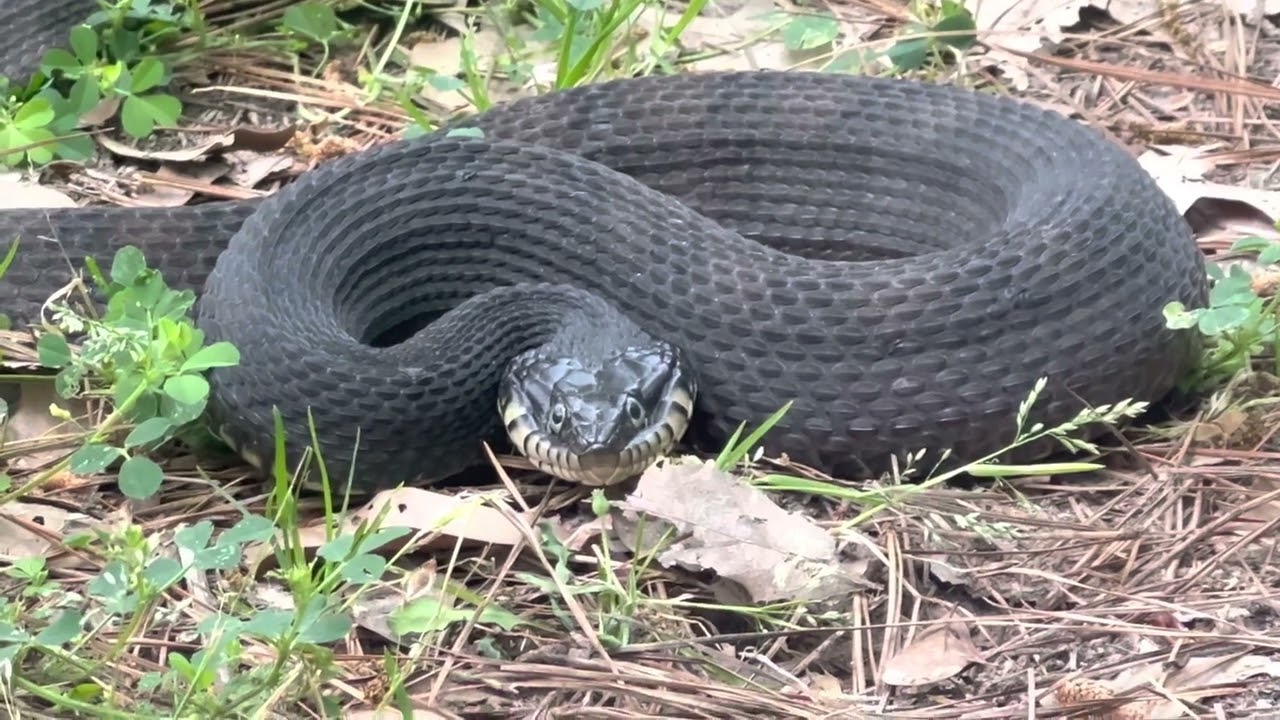 Plain-bellied Water Snake Waiting for Me to Leave 24Mar2023