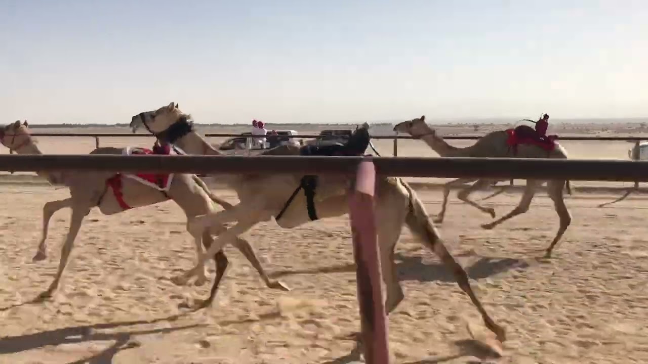 الشوط الثاني للحقايق بكار - العنود للسيد حماد بن عيد الحويطي
