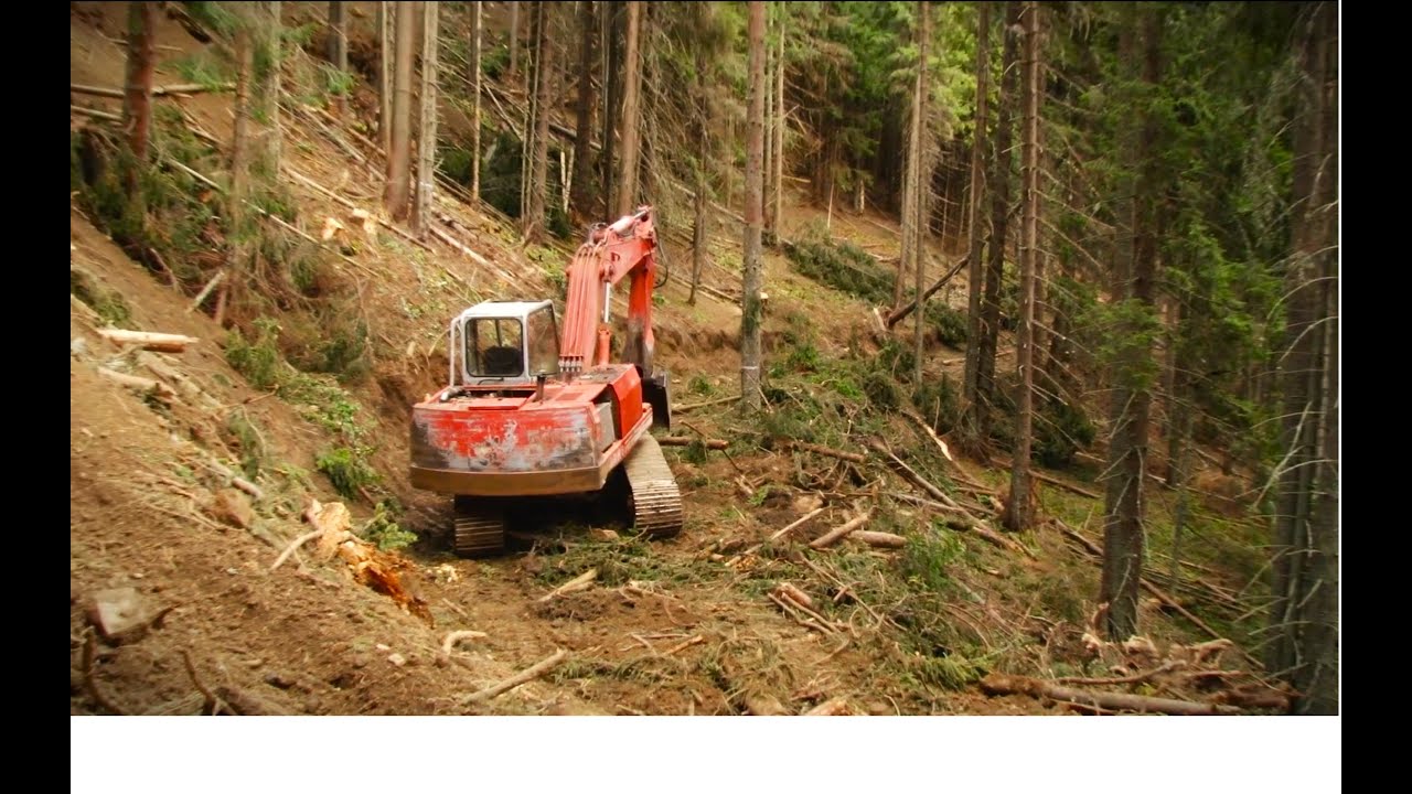 Telciu / Furt de arbori prin metoda accidentalelor / Jaf în Parcul Național Munții Rodnei #3