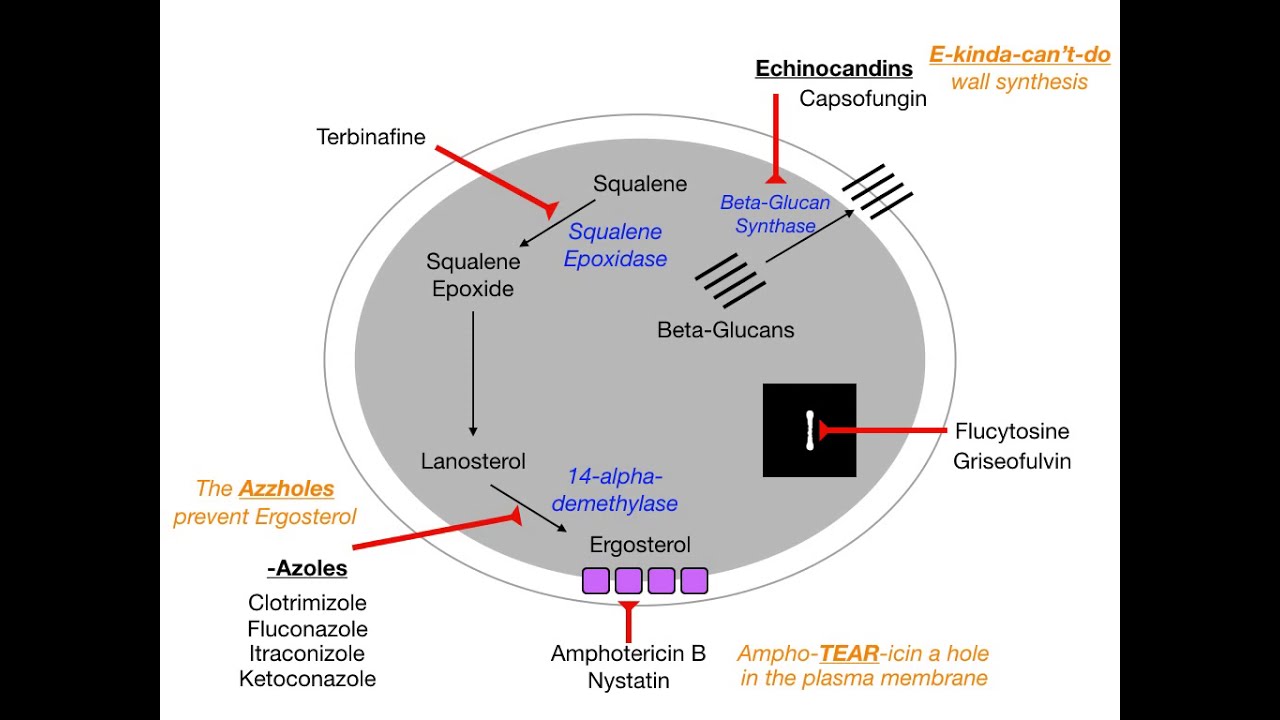 Antifungals