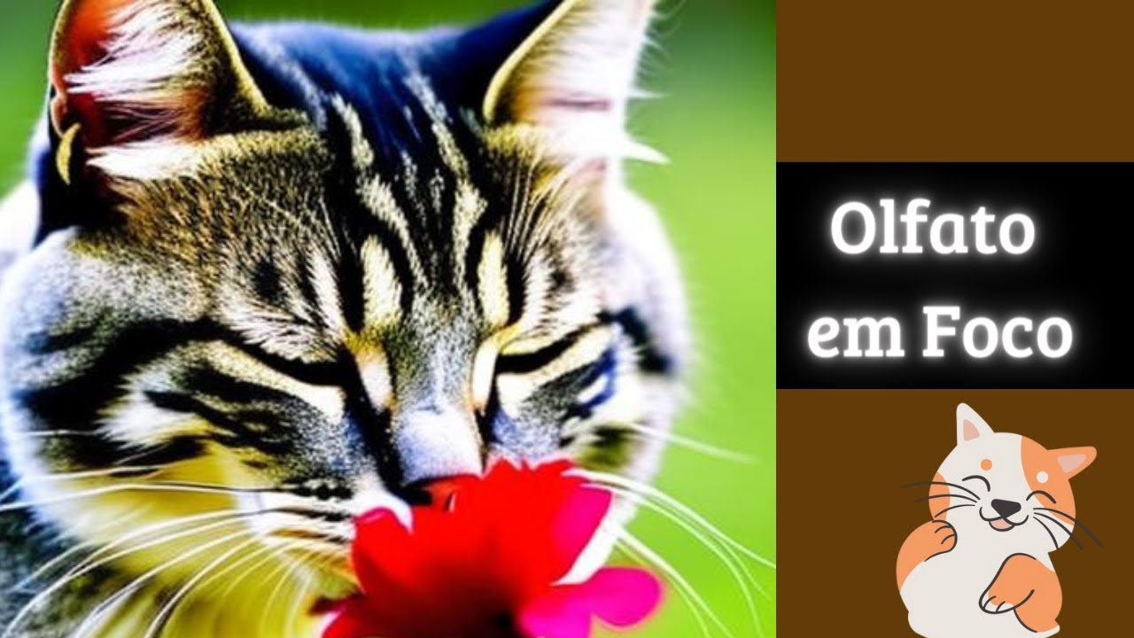 Descubra 4 maneiras incr&iacute;veis para estimular o olfato do seu gato😺 Terapia Animal