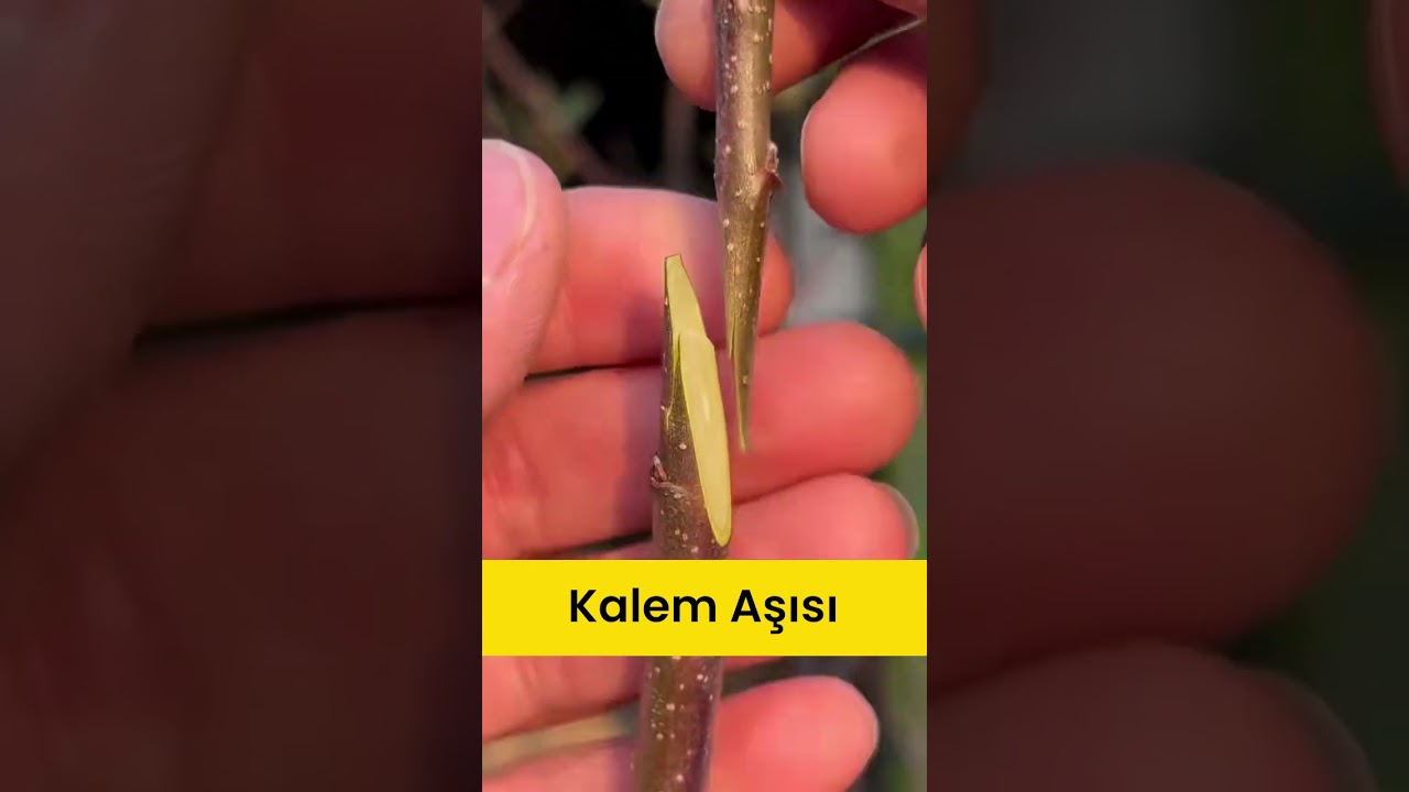 3 Etkili Meyve Ağacı Aşı Y&ouml;ntemi | G&ouml;z, Kalem ve Kabuk Aşısı Nasıl Yapılır?