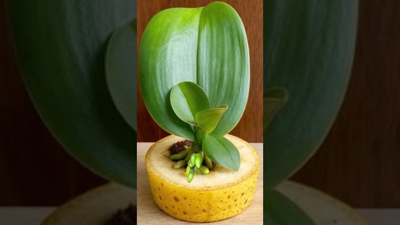 Just Banana! Orchid Leaves Immediately Grow Roots From The Base And Bloom All Year Round 