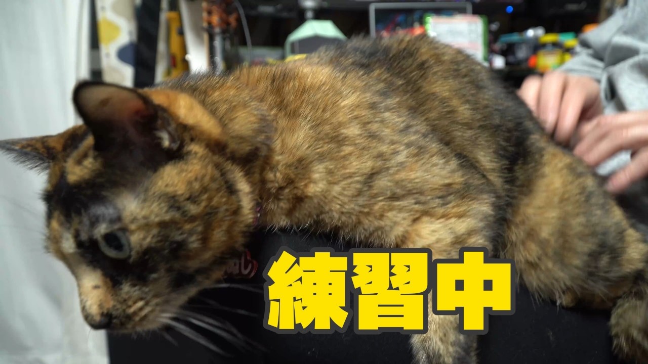 リズム感を鍛えたい人と、リズム感が悪いと体罰を与えてくる猫のいる風景