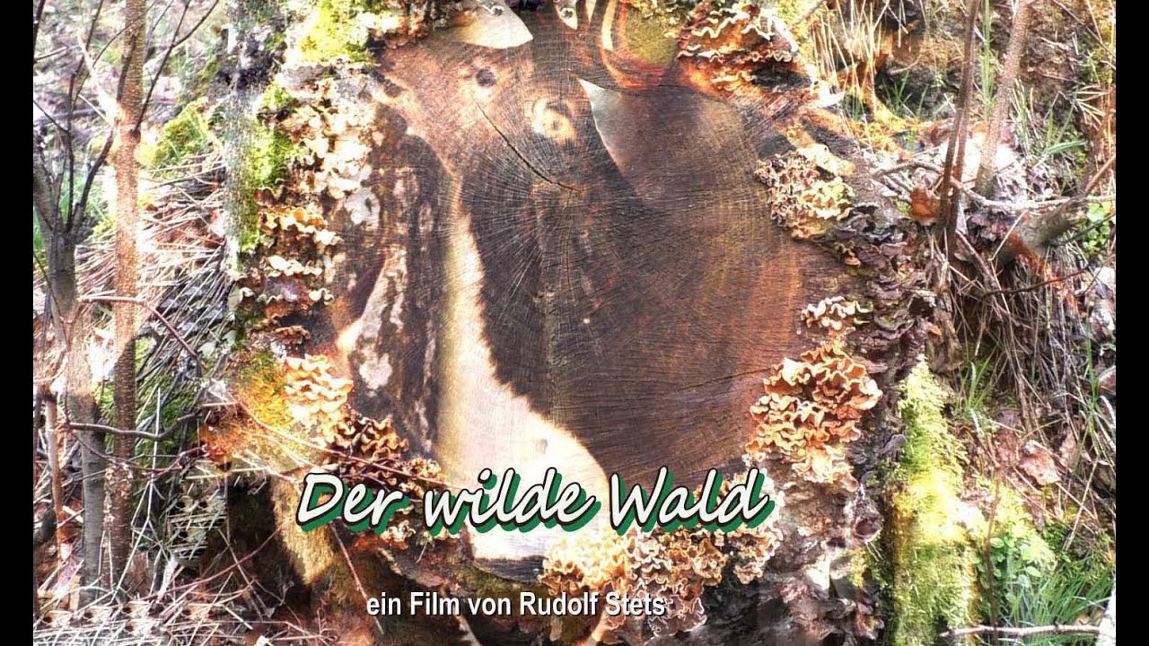 Der wilde Wald